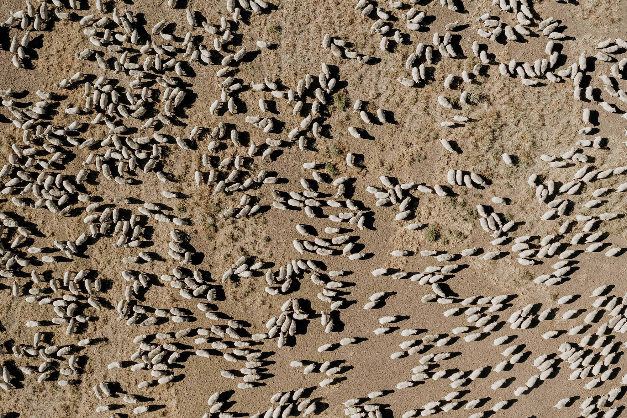 Aerial of sheep